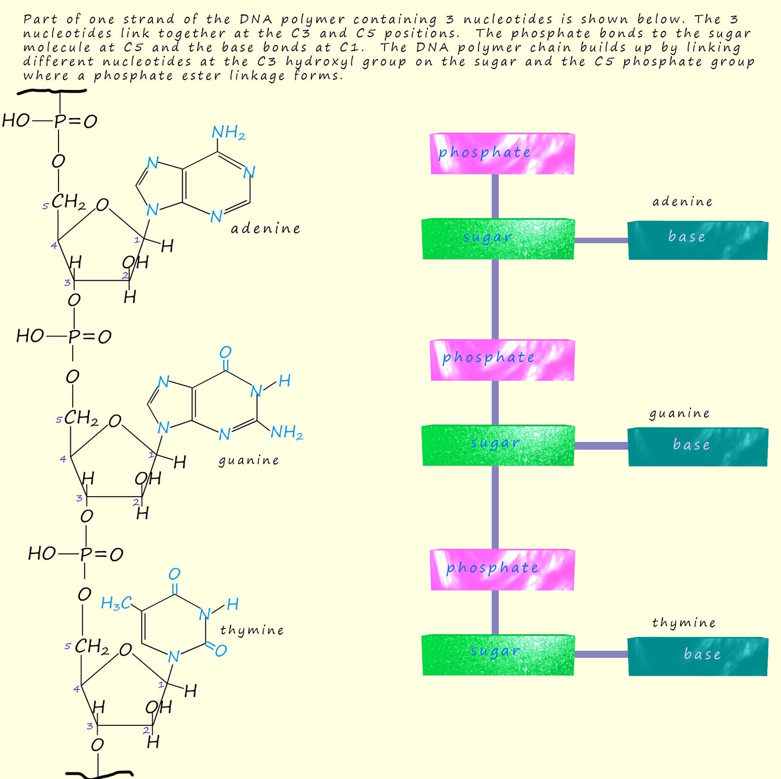 Part of the DNA structure showing the nucleotides.